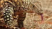 Der giftige Riesenwaran, ein zwei Meter langes Reptil, lebt in der heiße Wüste Australiens. Alice Springs, Australien.