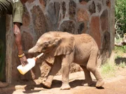 Elephant calf in Reteti Orphanage