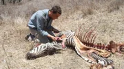 Host Bear Grylls finds Lion kill. As seen in MAN VS. WILD.