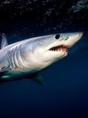 Great white shark, underwater view, Guadalupe Island, Mexico