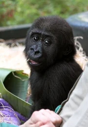 Gorillamädchen Claudia: Die Gorillababys der Menschenaffenaufzuchtstation in der Wilhelma sollen nicht zu sehr auf den Menschen geprägt werden. Gorillamädchen Claudia muss schon früh lernen, sich an ihre Artgenossen zu gewöhnen.