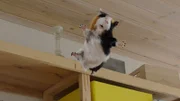 Das Meerschweinchen ist ausgebüxt.