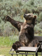 Bear.