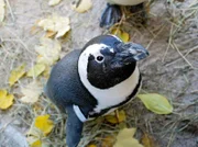 Brillenpinguin