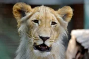 ARD/rbb PANDA, GORILLA & CO., TEIL 206, "Geschichten aus dem Zoo Berlin und dem Tierpark Berlin", am Montag (12.09.11) um 16:10 Uhr im ERSTEN. Etwas über ein halbes Jahr ist das ungleiche Brüderpaar Nathan und Miron jetzt alt. Dank Fencheltee aus der Nuckelflasche und täglicher Spielstunde mit den Pflegern haben sich die beiden inzwischen zu ziemlich großen und starken jungen Löwen entwickelt. Löwe Nathan aus dem Zoo Berlin.