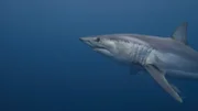 Grander mako swimming off the Channel Islands.