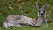 Australien ist die Heimat für einige der exotischsten Kreaturen der Erde. Im australischen Tierreich geben Kontrahenten alles im Kampf und für den Sieg.