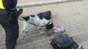 Dog smells the bags.