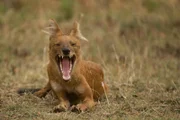 Tadoba-Nationalpark, Maharashtra, Indien: Ein Dhole schaut mit weit geöffnetem Maul in die Kamera und zeigt seine Zähne.