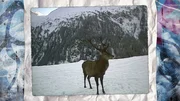 Hirsch.