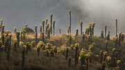 Die Espeletia pr&auml;gt die Hochlandsteppe Kolumbiens, P&aacute;ramo genannt.