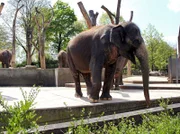 ARD/SWR EISBÄR, AFFE & CO FOLGE 155, "Zoogeschichten aus Stuttgart", am Donnerstag (09.12.10) um 16:10 Uhr im ERSTEN. Elefanten-Außengehege: Das Leben der Wilhelma-Elefanten ist eine Dauer-Wellness-Kur. Frischer Sand fürs Peeling und Wasser zum Trinken, Duschen und Baden aus den Termalbädern!