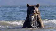 Der junge Braunbär auf Kamtschatka lernt den Fischfang.