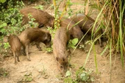 Wildschweine in Assam, Indien.