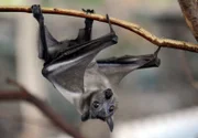 Die afrikanischen Palmenflughunde sind zutraulich.