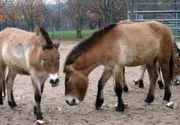 ARD/SWR EISBÄR, AFFE & CO FOLGE 156, "Zoogeschichten aus Stuttgart", am Freitag (10.12.10) um 16:10 Uhr im ERSTEN. WG Mähnenschafe und Dscheladas: Die Wilhelma-Wohngemeinschaft von Mähnenschafen und Dscheladas hat sich bewährt. Sie teilen sogar ihr Futter.