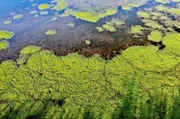 Die Camargue verdankt ihre Einzigartigkeit der außergewöhnlichen und abwechslungsreichen Umwelt des Rhône-Deltas.