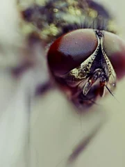 Ant.