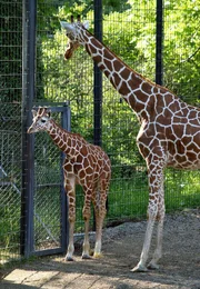 Giraffe mit Jungem: Wie das Wachstum eines Giraffen-Jungen gemessen werden kann, zeigt die heutige Folge von "Eisbär, Affe & Co".