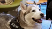 Der Husky-Malamut-Mischling Muffin erhält seinen EU-Heimtierausweis.