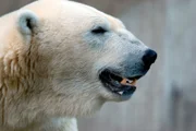 Bei den Eisbären muss geputzt werden.