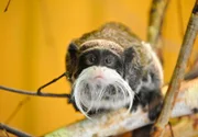 rbb Fernsehen PANDA, GORILLA & CO., TEIL 205, "Geschichten aus dem Zoo Berlin und dem Tierpark Berlin", Kaiserschnurrbart-Tamarine sind Krallenaffen, die schon aufgrund ihrer Ähnlichkeit zum ehemaligen deutschen Imperator unbedingt nach Berlin gehören.
