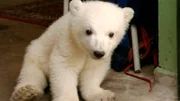 Knautschke oder Knorke, Molly oder Knut, Bao Bao oder Ingo der Flamingo - wer ist der Liebling im Berliner Zoo? Unvergessene Momente und berührende Geschichten aus dem Berliner Zoo. - Eisbär Knut