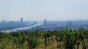 Weingarten auf dem Nussberg im Wiener Stadtteil Döbling
