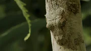 Blattschwanz-Geckos beherrschen die Tarnung so perfekt, dass sie kaum zu erkennen sind.