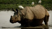 Nashorn.