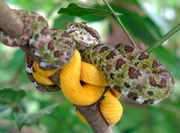 Diese Dokumentation zeigt die einzigartige Fauna Costa Ricas in beeindruckenden Bildern und deckt dabei spannende Geheimnisse des Tierreichs auf. - Grubenottern - einmal gelb und einmal bunt gescheckt. Grubenottern können aus dem gleichen Gelege kommen und vollkommen anderer Zeichnung und Farbe sein.