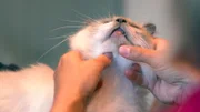 Scharmützel: Die heilige Birma Katze Koko hat eine Verletzung am Kinn.