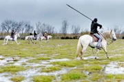 Die Tierzucht beruht auf traditionellen Methoden, mit denen die besondere Natur der Camargue erhalten bleiben soll.