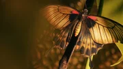 Papilio memnon