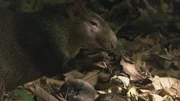 Agutis knacken mit ihrem starken Gebiss die harten Kapselfrüchte der Paranuss.