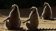 Ihre langen Ringelschwänze dienen den Kattas zur Kommunikation.