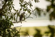 Wildvogel in Assam, Indien.