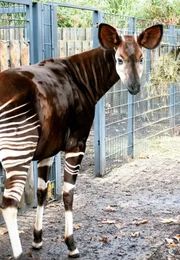 ARD/SWR EISBÄR, AFFE & CO FOLGE 159, "Zoogeschichten aus Stuttgart", am Mittwoch (15.12.10) um 16:10 Uhr im ERSTEN. Die Wilhelma ist bei der Zucht der seltenen Okapis sehr erfolgreich. Trotzdem sind noch längst nicht alle Geheimnisse dieser Tiere erschlossen.