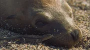 Galapagos-Lavaechsen suchen Seebären nach Parasiten ab.