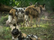 Wild Dogs