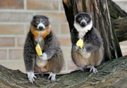 rbb Fernsehen PANDA, GORILLA & CO., TEIL 205, "Geschichten aus dem Zoo Berlin und dem Tierpark Berlin", am Freitag um 21:00 Uhr. Genau rationiert ist das Futter bei den Mongozmakis im Tierpark.