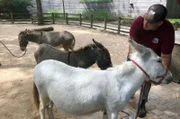 Die Ziegenböcke Willy und Fred aus dem Allwetterzoo Münster werden mit den Shetlandponys Laura und Blüm vergesellschaftet.
