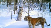 Der Amur-Tiger ist die größte - und die gefährdetste Großkatze der Welt.