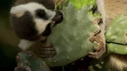 In der Trockenzeit decken Kattas ihren Wasserbedarf auch mit saftigen Pflanzen.