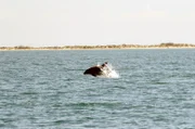 In den Meeresgewässern beherbergt die Camargue auch Delfine: Wie lange sie in den Gewässern bleiben oder ob sie regelmäßig wiederkommen, wird genau beobachtet.