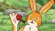 Der kleine braune Hase entdeckt eine Ameise, die eine rote Beere trägt.
