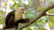 Diese Dokumentation zeigt die einzigartige Fauna Costa Ricas in beeindruckenden Bildern und deckt dabei spannende Geheimnisse des Tierreichs auf. - Kapuzineraffe