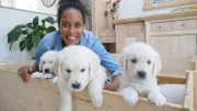 Die Golden Retriever-Welpen sind weich und niedlich – und mit nur acht Wochen ganz gelehrig. Für ein Foto mit Pia kommen sie auf Kommando zum Rand ihrer Welpenbox.