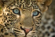 Das junge Leoparden-Männchen “Makumbi” betrachtet aufmerksam seine Umgebung.