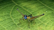 A grasshopper